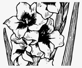 Gladiolus Clipart Transparent - Gladiolus Drawing