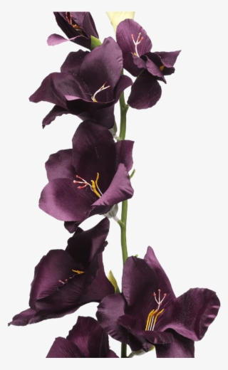Gladiolus Spray Plum - Iris