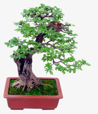 Basics Beginning The Gentle Art Of Miniature - Bonsai Psd