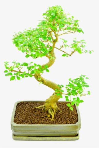 Bonsai Plants Online - Sageretia Theezans