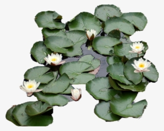 Waterlily Zps564ab4c4 - Water Lily