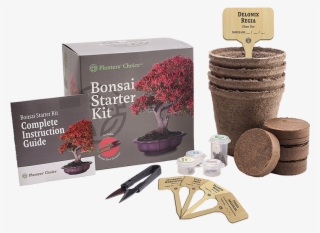 Bonsai Starter Kit - Bonsai Tree Pinus Aristata