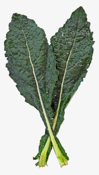 Kale Png - Kale Leaf Png