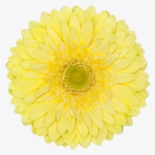 Color, Yellow - Silver 25th Anniversary Logo