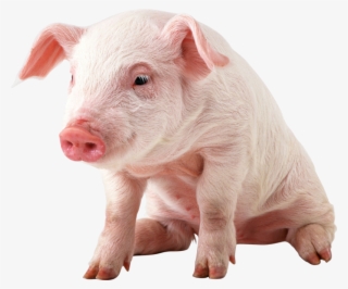 Pig Png Image - Pig Png