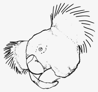 Koala - Clip Art