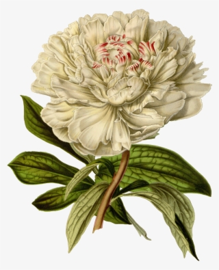 Botanical Printmaking Flower - Png Винтаж