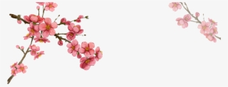 South Korea Flower Illustration - Korean Cherry Blossom Png