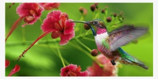 Jamaica, Trinidad &tobago Listed Among Destinations - 4k Flower With Hummingbird