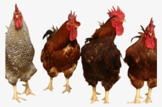 Planescape Torment Clipart Chicken - Salma Tavuk Kümesi Çadır