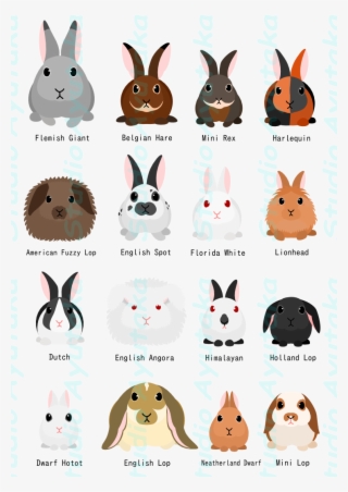 Rabbit Breeds Chart Studio Ayutaka Store - Rabbit Breed Chart