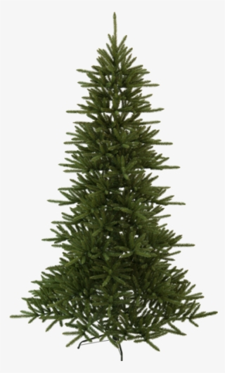 Douglas Christmas Tree