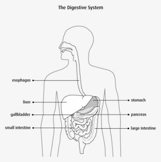 Diagram Of The Digestive System - Digestive System Diagram Colon