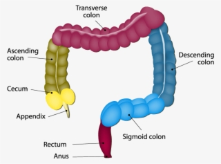 Anatomy Of The Intestines - Part Of The Colon