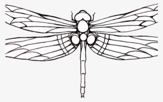 Clipart Stock Dragonflies Drawing Cartoon - Cute Dragonfly Clipart  Transparent PNG - 1845x1907 - Free Download on NicePNG