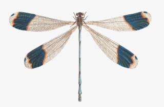 Dragonfly Png Illustration