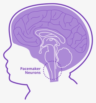 stabilizes pacemaker neurons - illustration
