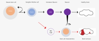 Dedifferentiation Of Neurons Precedes Tumor Formation - Diagram