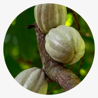 Anti Inflammatory - Tomatillo