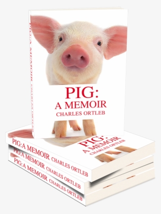 Domestic Pig