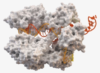 Cas9 5axw Plain - Crispr