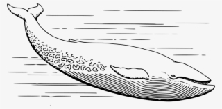 Medium Image - Blue Whale Black And White Clipart