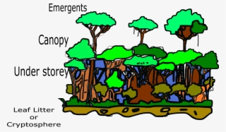 Structure Of Tropical Rainforest