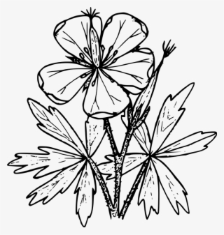 Drawing Of Geraniums Transparent