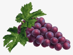 Free Png Red Grapes Png Png Images Transparent - Grapes Png