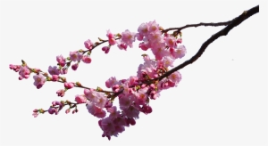 Cherry Blossom Png Image - Cherry Blossom Tree Branch Png