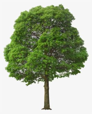 Green Tree Png - Tree Png