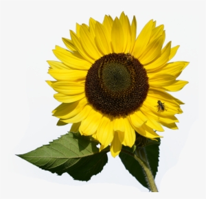 Transparent Pictures Free Icons - Sunflowers Watercolor Clipart Free