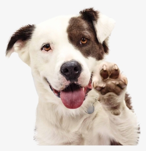 Additional Services Express Dog - Shelter Pet
