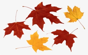 Leaves Png