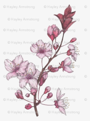 Cherry Blossom Spring Florals - Illustration