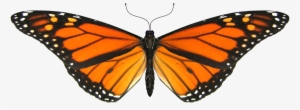 14 Best Mariposas Images - Monarch Butterfly Transparent Gif
