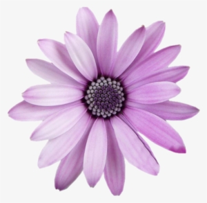 Freetoedit Flower Png With Transparent Background - Purple Flower Transparent Background