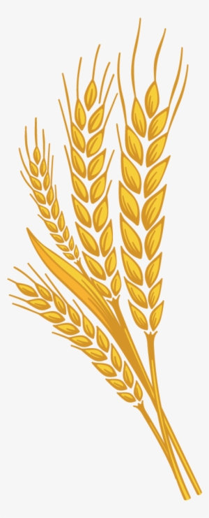 Wheat Png