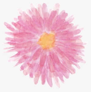 Cyrsanthemum Pink Png Watercolor Clipart - Chrysanths