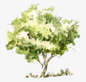 Not Of Import - Watercolor Tree