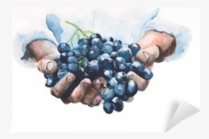 Grapes In Hands Watercolor Painting Illustration Isolated - There Is No Wine If Grapes Are Not Pressed
