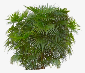 Bushes Png Free Download - Palm Trees With Transparent Background