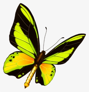 Hd Beautiful Colorful Butterfly Png - Blue Butterfly Template