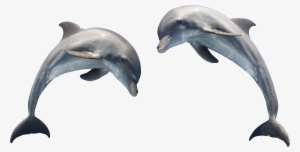Can You Tell A Dolphin From A Porpoise?