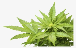 1503425987cannabis Weed Marijuana Leaf Png - Cannabis Png