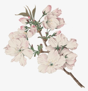 Tart Cherry Blossoms - Ariake - Daybreak - Vintage Japanese Watercolor