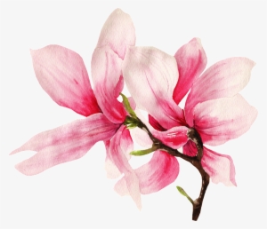 This Graphics Is Hand Painted Two Magnolia Flowers - Magnolia Flowers Png