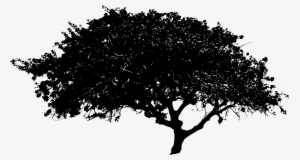 Free Download - Free Black And White Tree Png