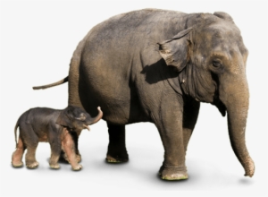 Free Png Elephant Png Images Transparent - Wild Elephant Png