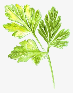 Hand Of A Watercolor - Parsley Watercolor Png